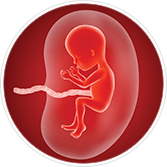 Ilustração de feto no útero